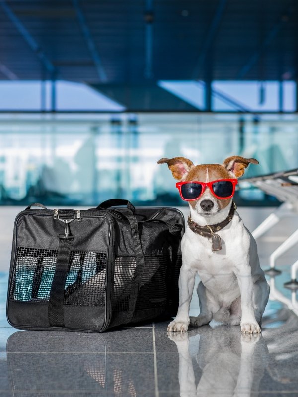 Tips for travelling with your pet | Ioanna's Notebook #travelling #travel #pet #flyingwithyourpet