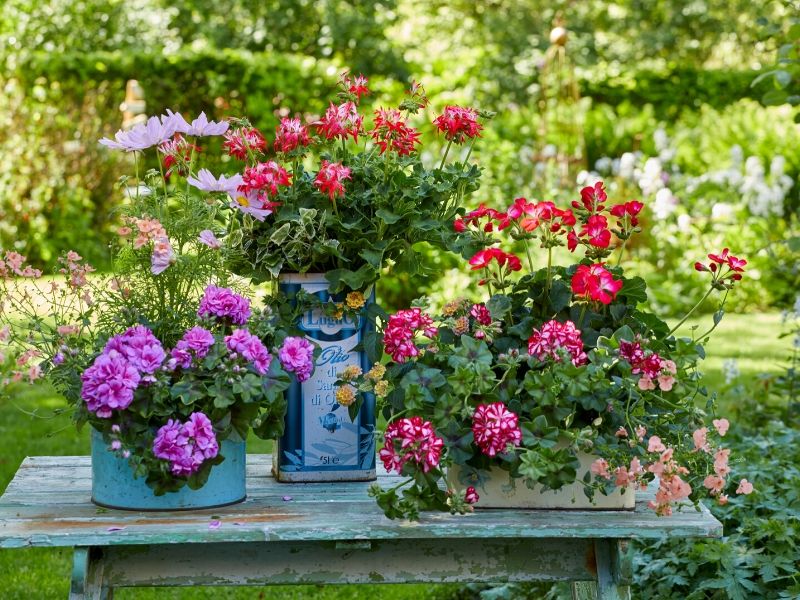 Έφτασε η εποχή του γερανιού με όμορφα χρώματα, πλούσια άνθη και εύκολη φροντίδα. Δημιουργήστε έναν ανθισμένο παράδεισο με γεράνια για κάθε γούστο και στυλ.