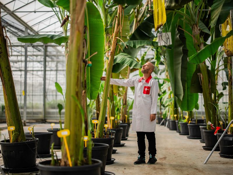 Η Chiquita παρουσιάζει την πρωτοβουλία «Yelloway» | Η Chiquita προχωρά σε κοινοπραξία για την έρευνα και την ανάπτυξη ποικιλίας μπανάνας ανθεκτικής στις ασθένειες